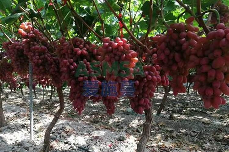 洋绣球花怎么栽培