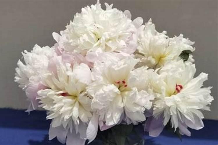 关于芍药花的养植