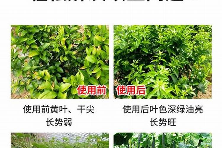 加点肥料不臭不招虫还能让花长得爆!