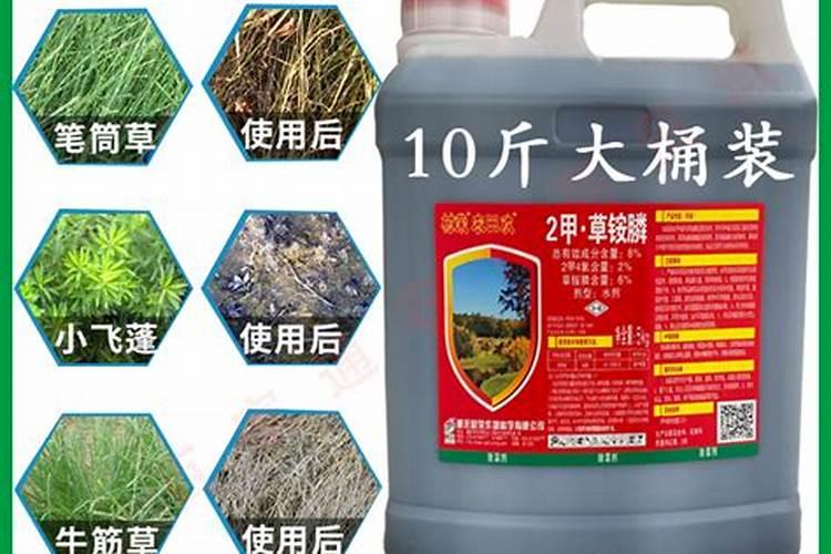 猫毛草的栽培方法及注意事项