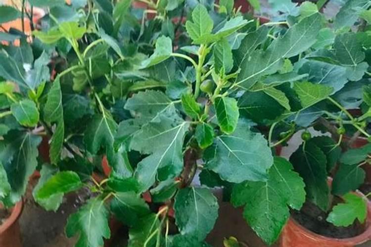 阳台种无花果怎样施肥