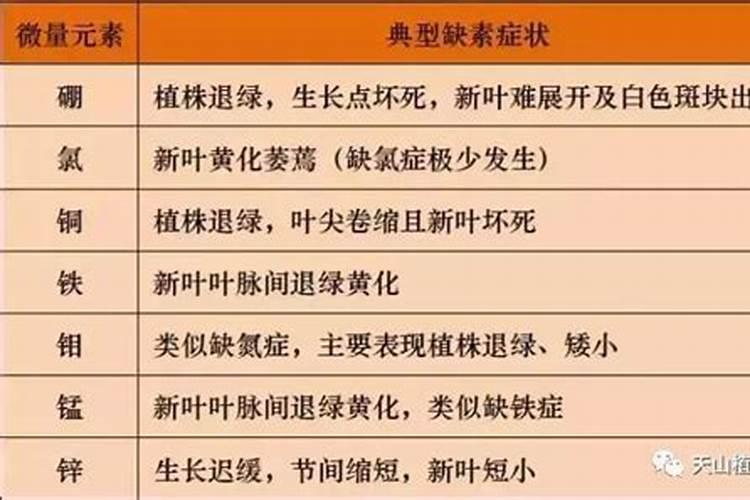 磷肥泡水可以浇花吗
