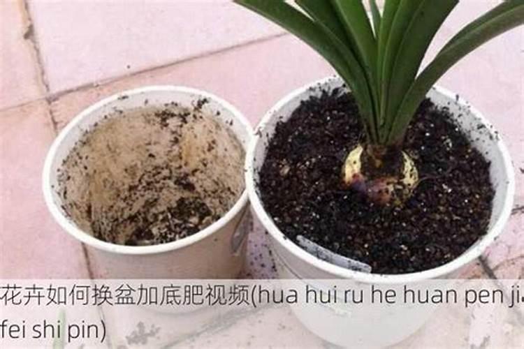 硅肥硅肥的种类