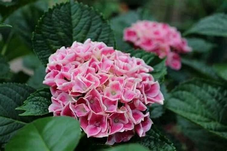 绣球花什么季节开花