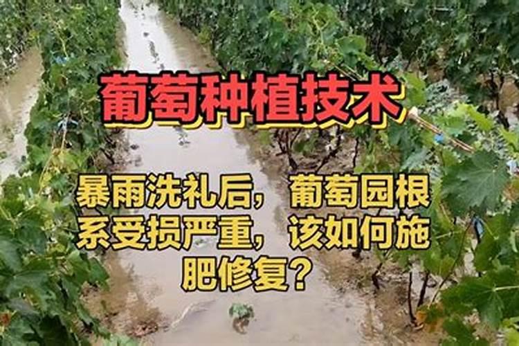根系坏了还能用叶面肥吗？