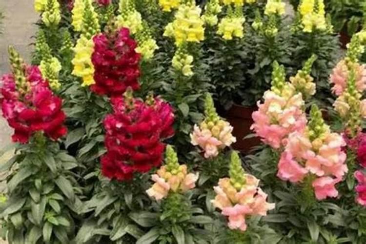 开花期间施什么肥好 开花期间可以施哪些肥