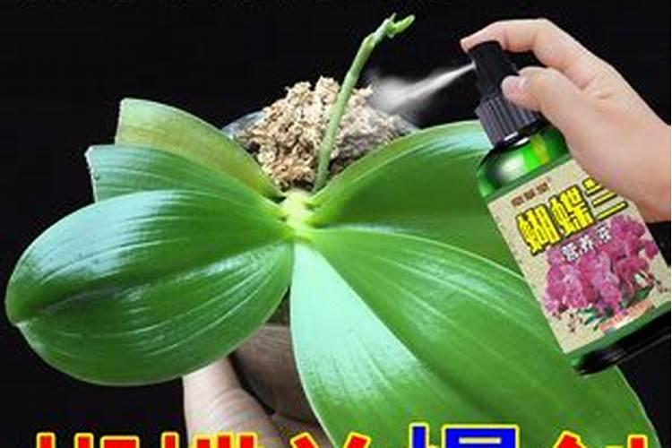 蝴蝶兰怎么施肥？