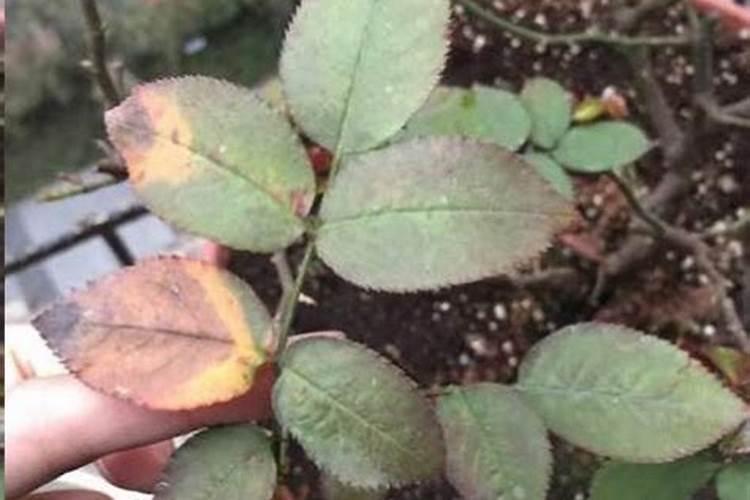 红蒜雨天洒化肥过几天叶片黄了还烧尖怎么回事？