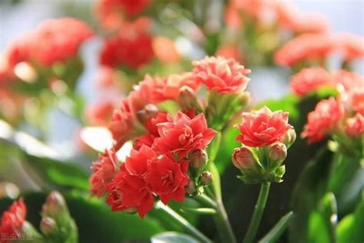 长寿花夏天可以施肥吗