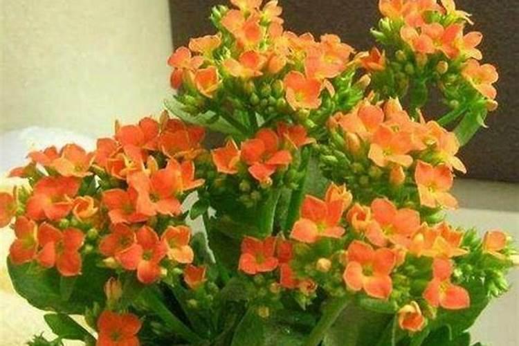 长寿花夏天怎么养施什么肥