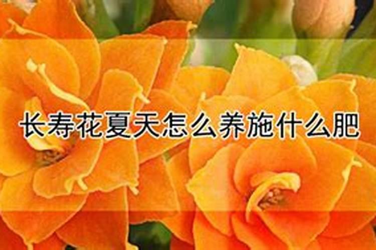 长寿花夏天怎么养施什么肥