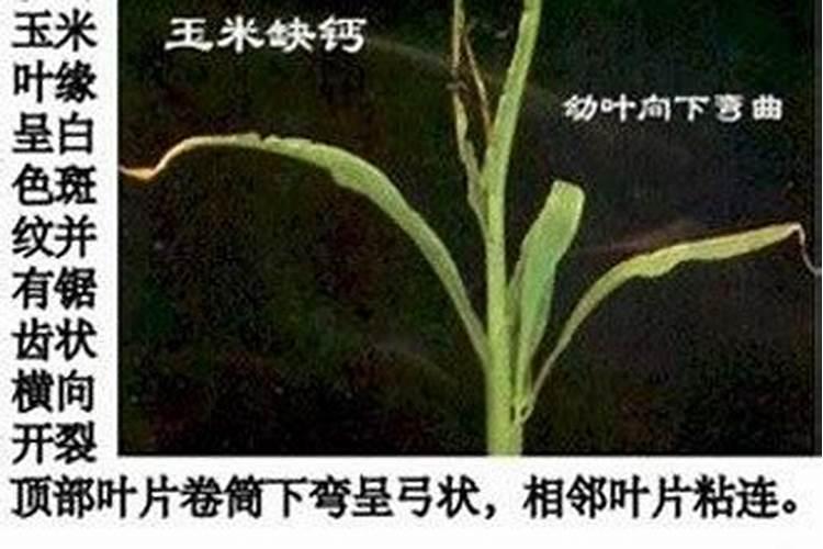高产玉米化肥配方,怎样施肥效果好