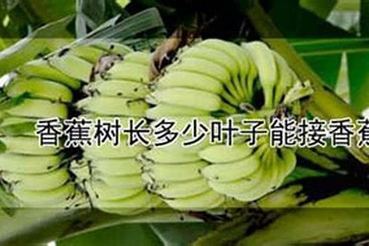 香蕉分为几个生长期？每个生长期都主要吸收哪些养分？