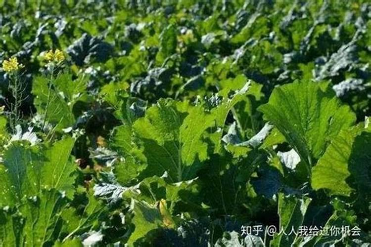 甜菜需吸收多少氮磷钾养分？