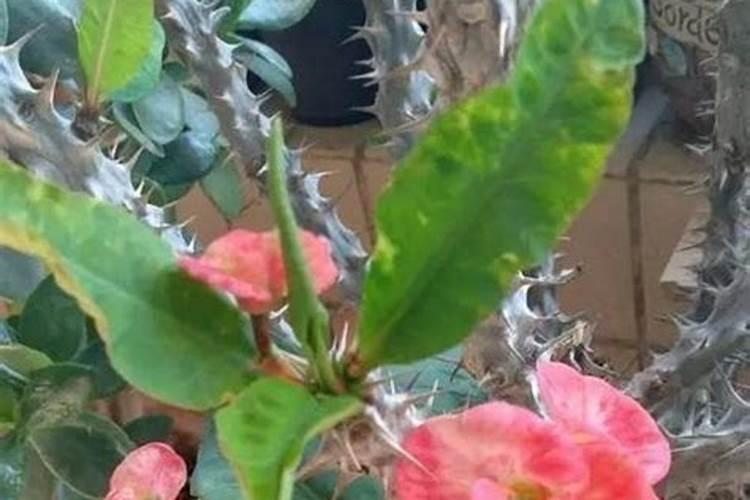 虎刺梅多肉植物栽培技术施肥的知识有哪些