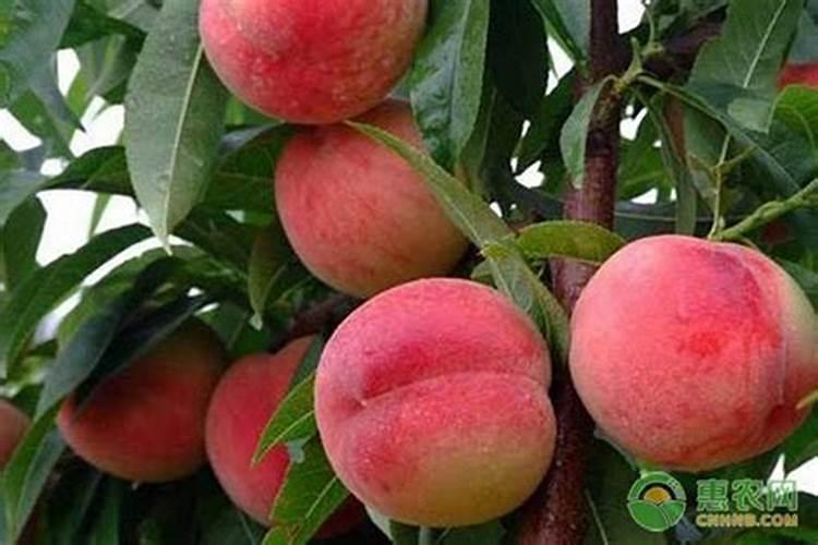 桃树什么时候施肥最好桃树施肥的最佳时间
