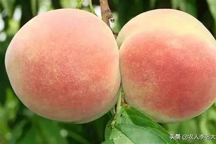 夏季桃树管理五点注意事项,桃树生长需要注意什么