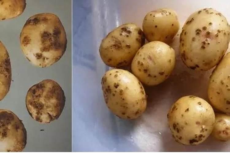 有机硅能和杀菌剂和杀虫剂叶面肥混用吗