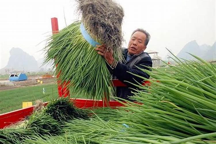 金边龙舌兰施肥方法