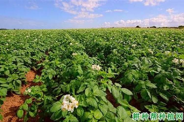 马铃薯枯萎病用什么药防治最有效