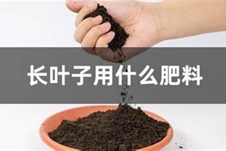 什么叶面肥能使叶子快速变绿变厚什么肥料可以使叶片肥厚