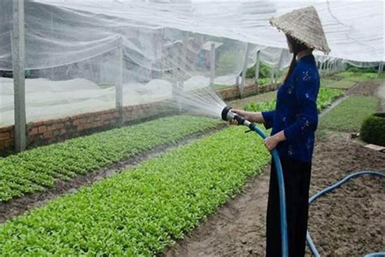 让树木快速生长的肥料