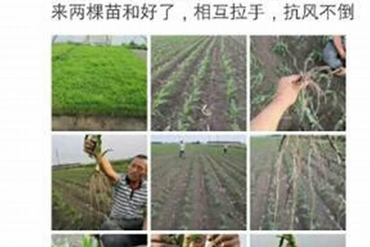 叶面肥有哪几种配方和分类？ 乙膦铝的使用方法大全
