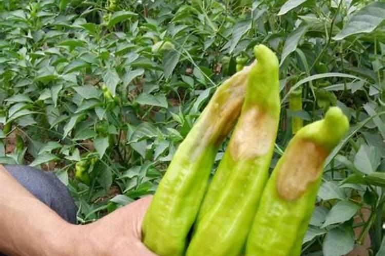 家里长蘑菇要怎么处理