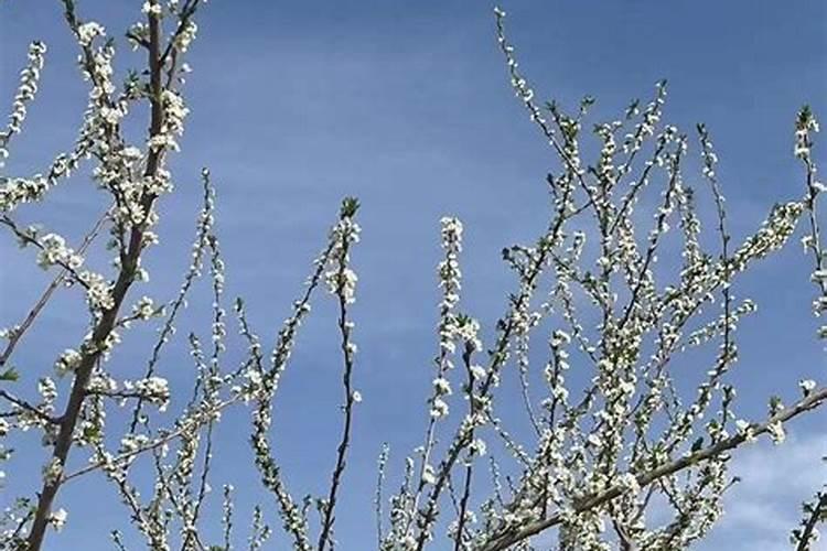 种蘑菇怎么种植方法