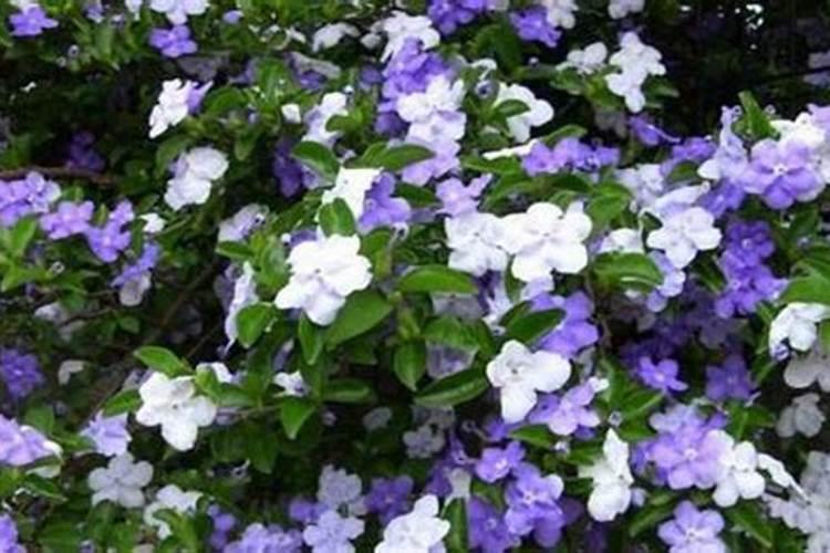 双色茉莉花期养护方法