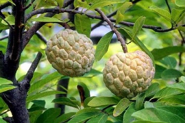 开花瘊子怎么治偏方