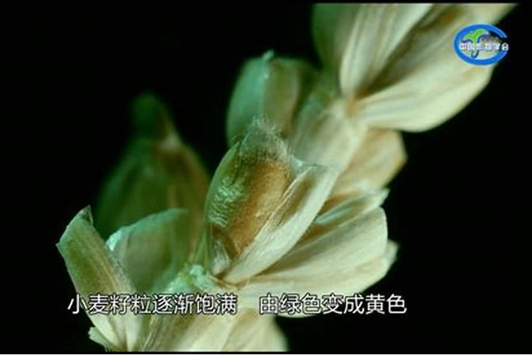 葫芦落果是什么原因造成的