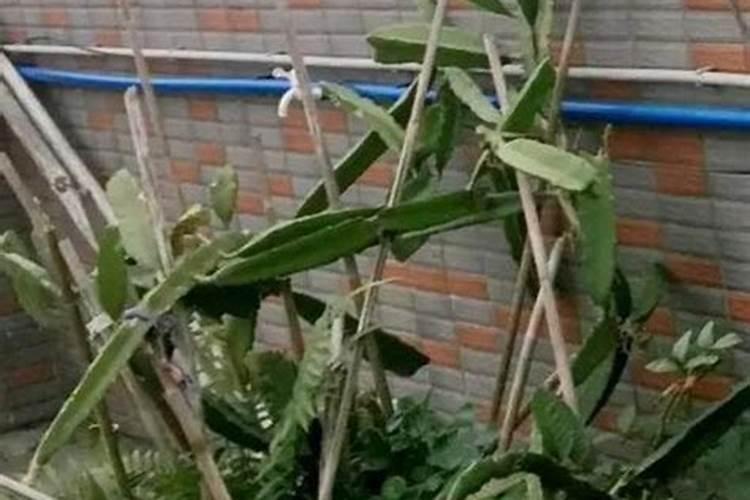4月份扦插火龙果后,如何管理,才能花大果甜？