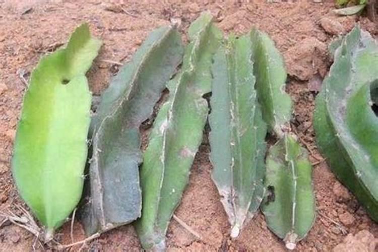 火龙果施什么肥才能开花结果 火龙果开花要施什么肥