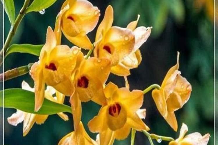 石斛长花剑期施什么肥好？