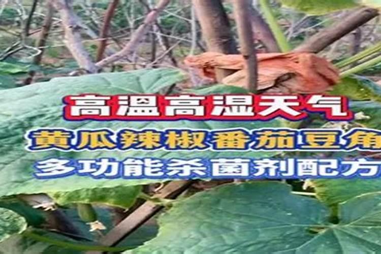 豆角叶子受虫害用什么药