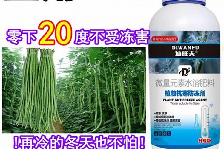 豆角蓟马害虫,用什药好？可否混合叶面肥或抑菌剂时喷施？谢