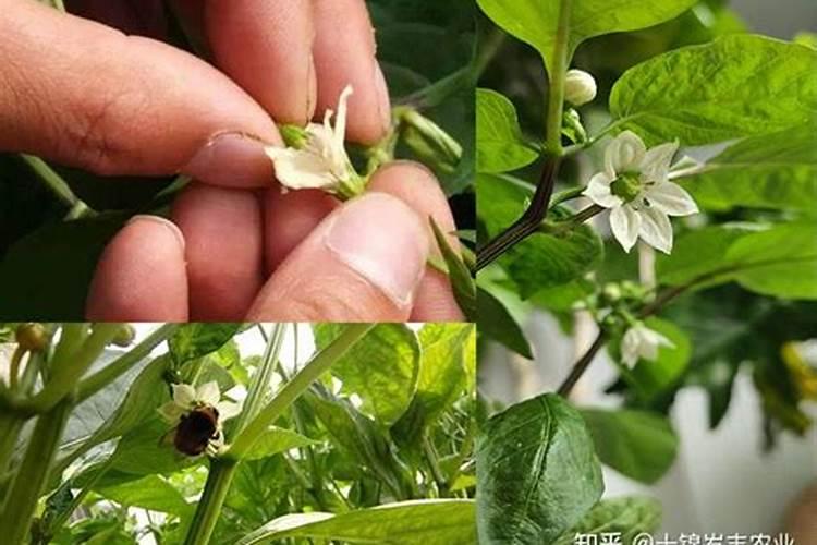 五彩椒夏季座果难如何措施？