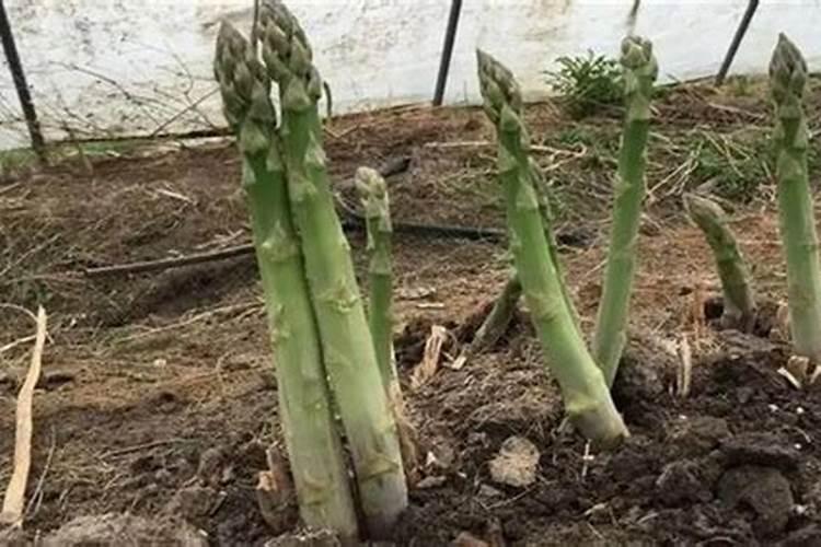 芦笋施肥用什么肥料