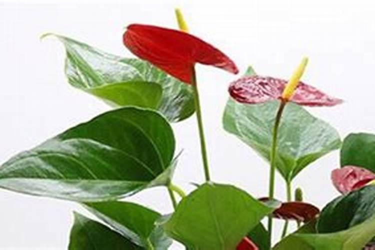 花烛怎样栽培？