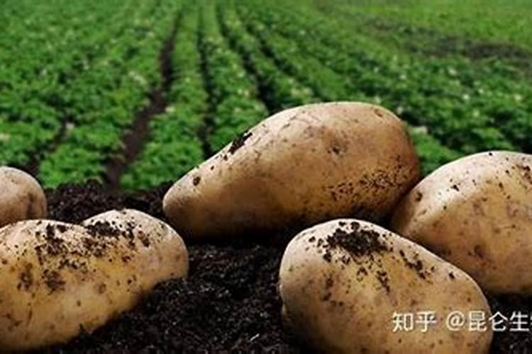 硝酸钾和硫酸钾哪个膨大好(膨果期用硝酸钾还是硫酸钾)