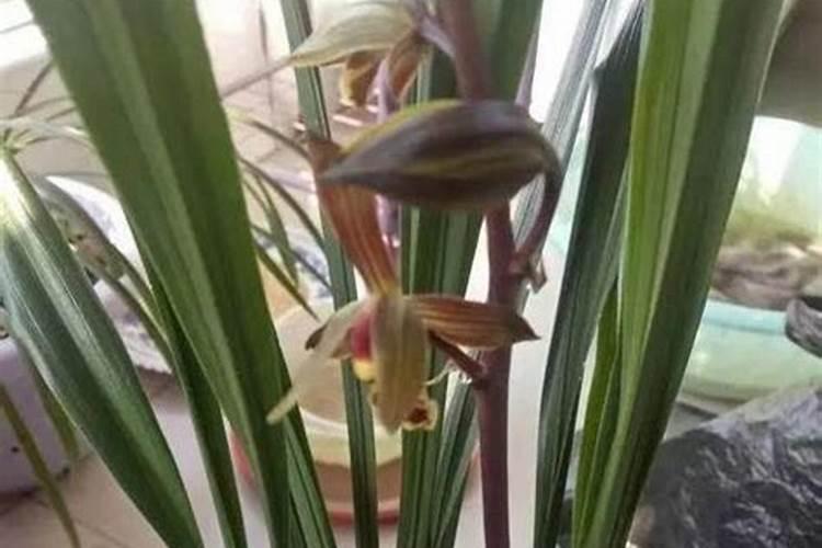 兰花如何用硼肥