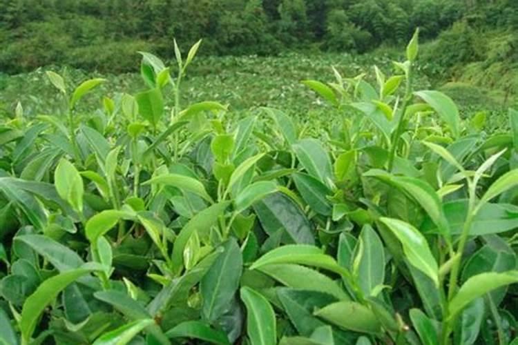 什么肥料对兰花发芽生根开花最好