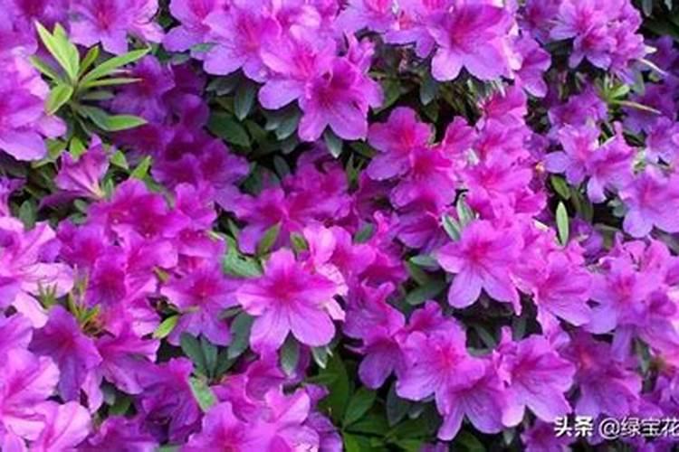 茶花叶发黄了怎么办