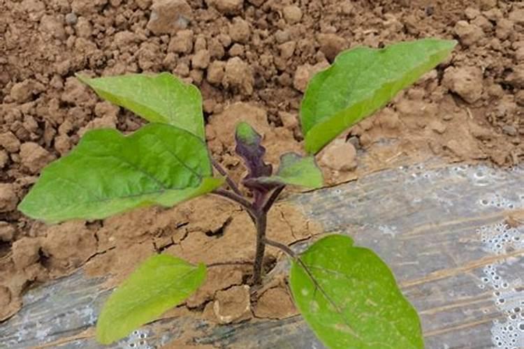 茄子多久施肥一次最好