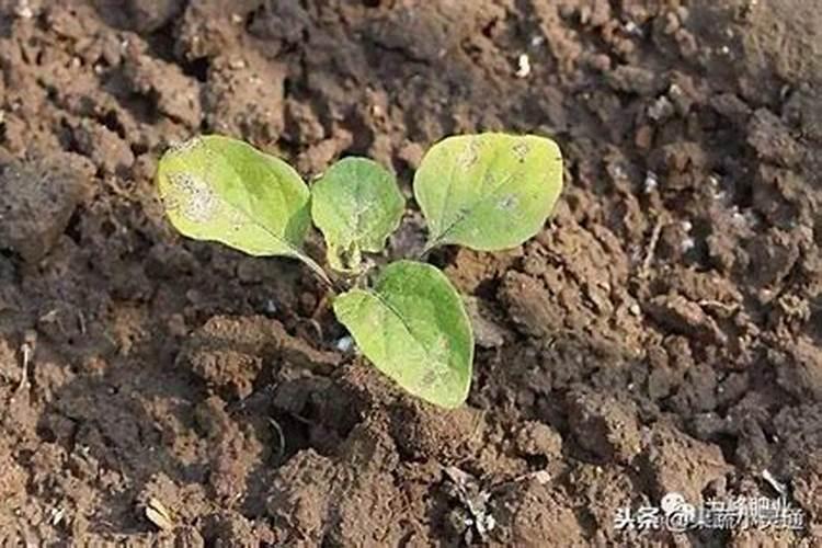 茄子需要施什么肥最好(茄子喜欢什么肥料结果多产量高)