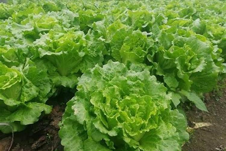 买植力康叶面钙肥、碳肥哪个公司的好一点呢？
