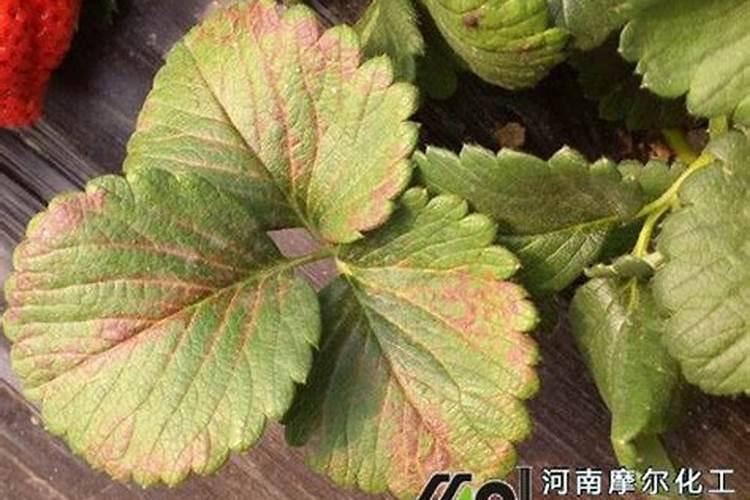 草莓施什么肥草莓怎么施肥