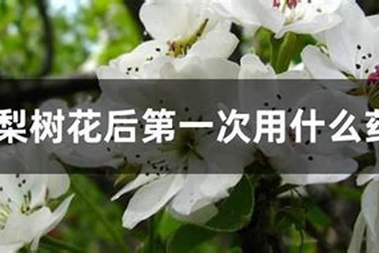 梨树花前花后喷什么农药