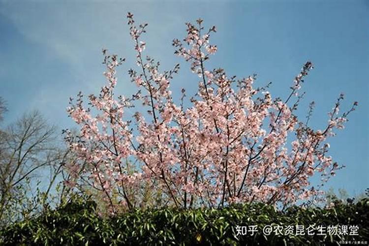 如何防止樱桃裂果？